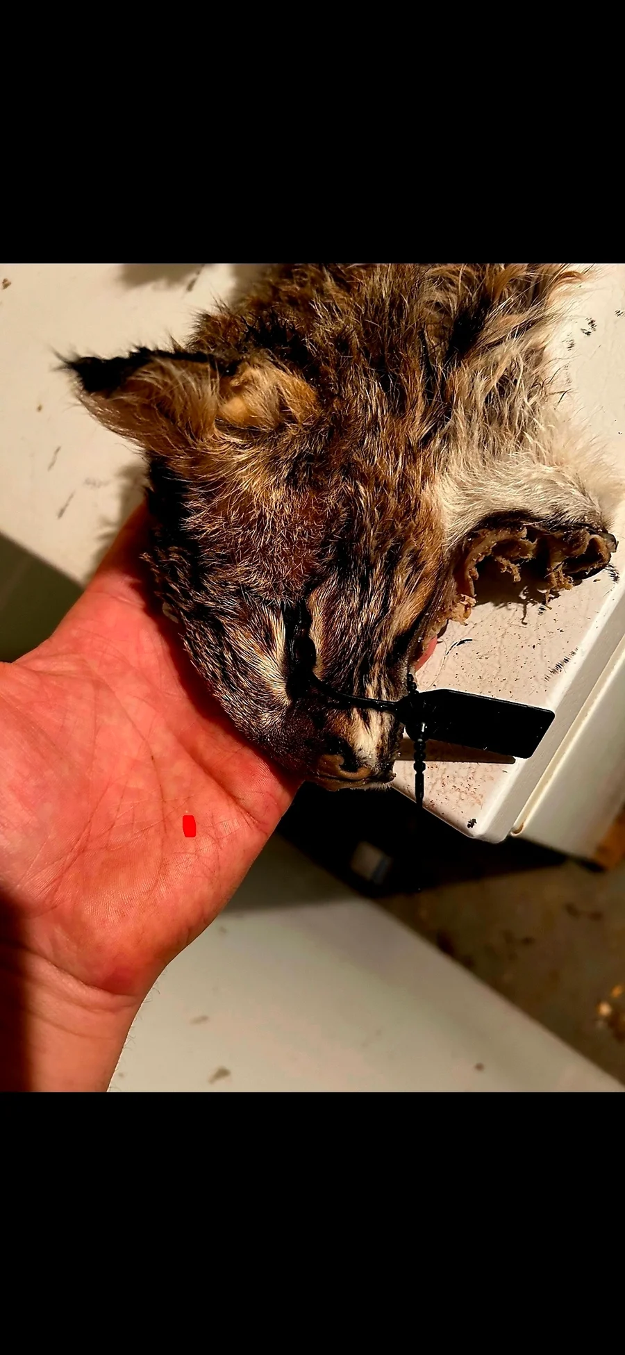 Wet Tanned Bobcat for life-size Taxidermy  — photo 7