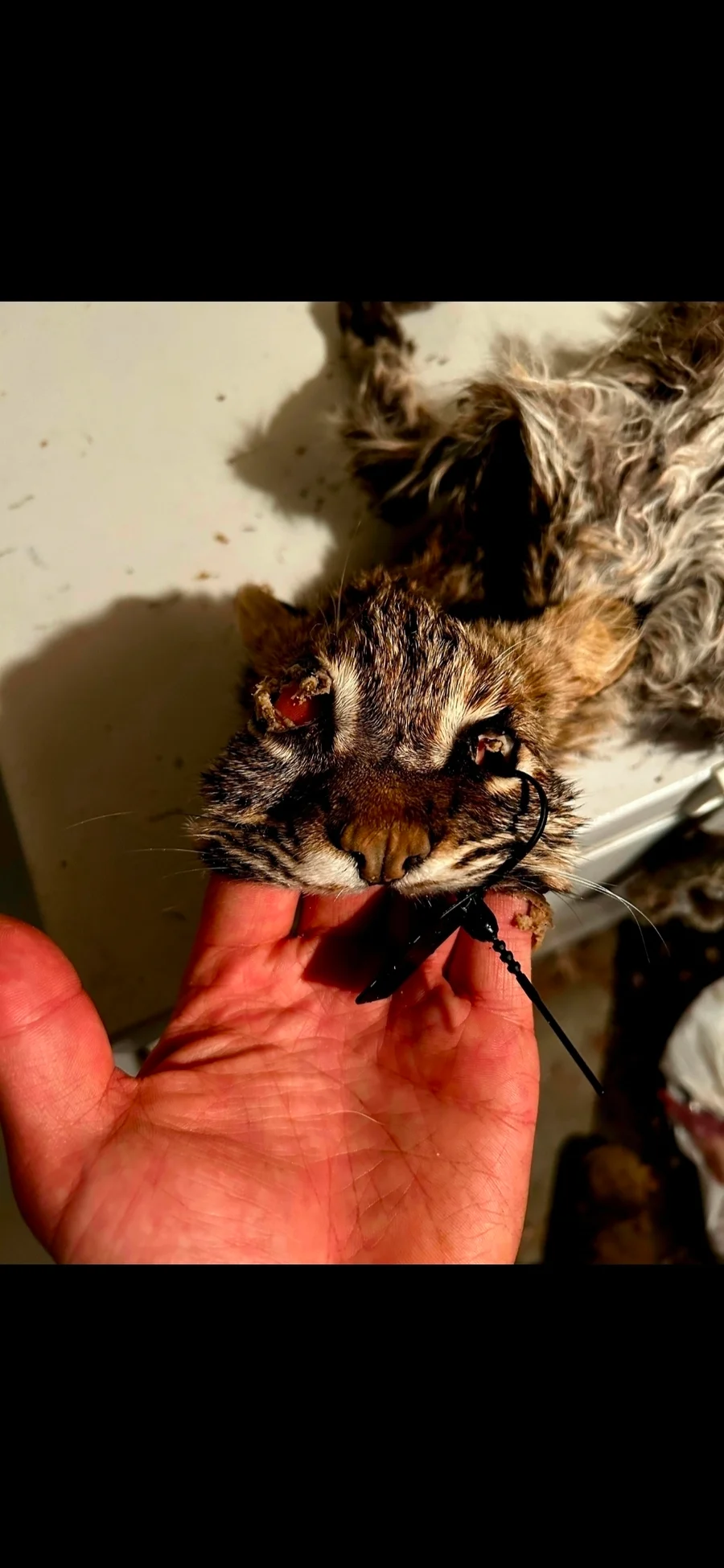 Wet Tanned Bobcat for life-size Taxidermy  — photo 6