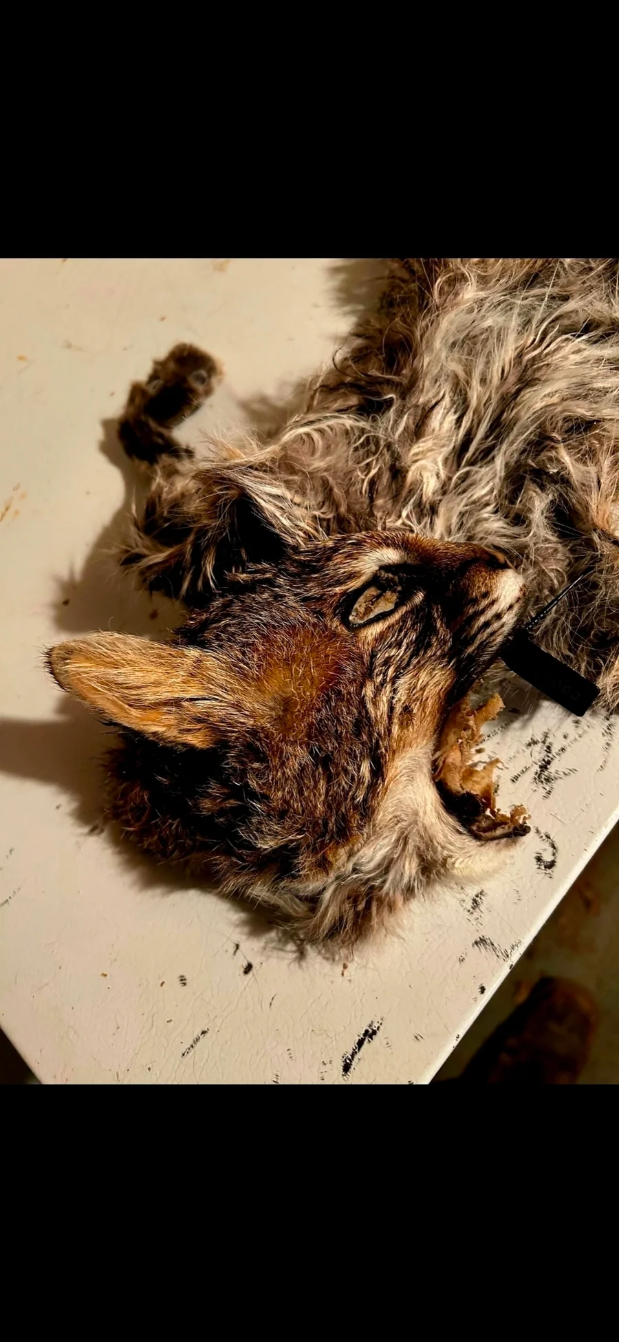 Wet Tanned Bobcat for life-size Taxidermy  — photo 5
