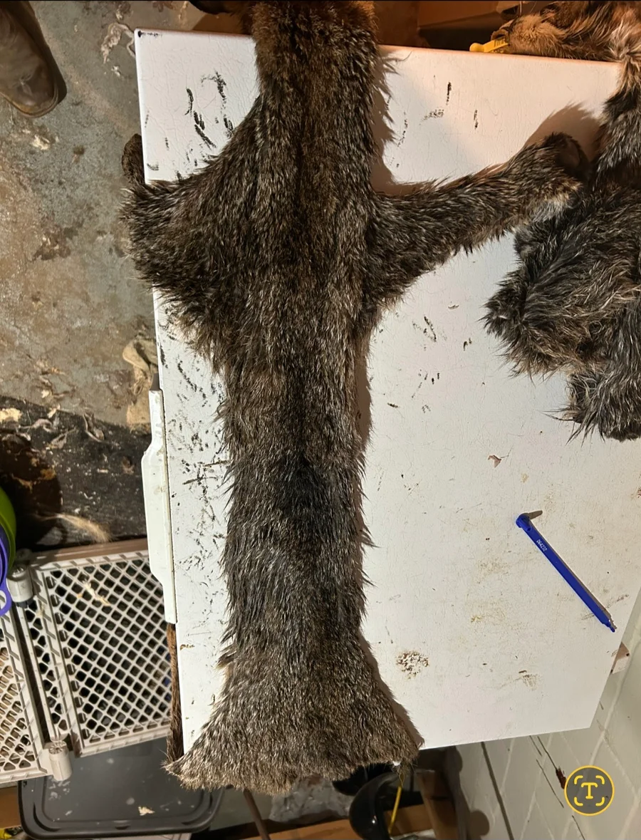Wet Tanned Bobcat for life-size Taxidermy  — photo 2