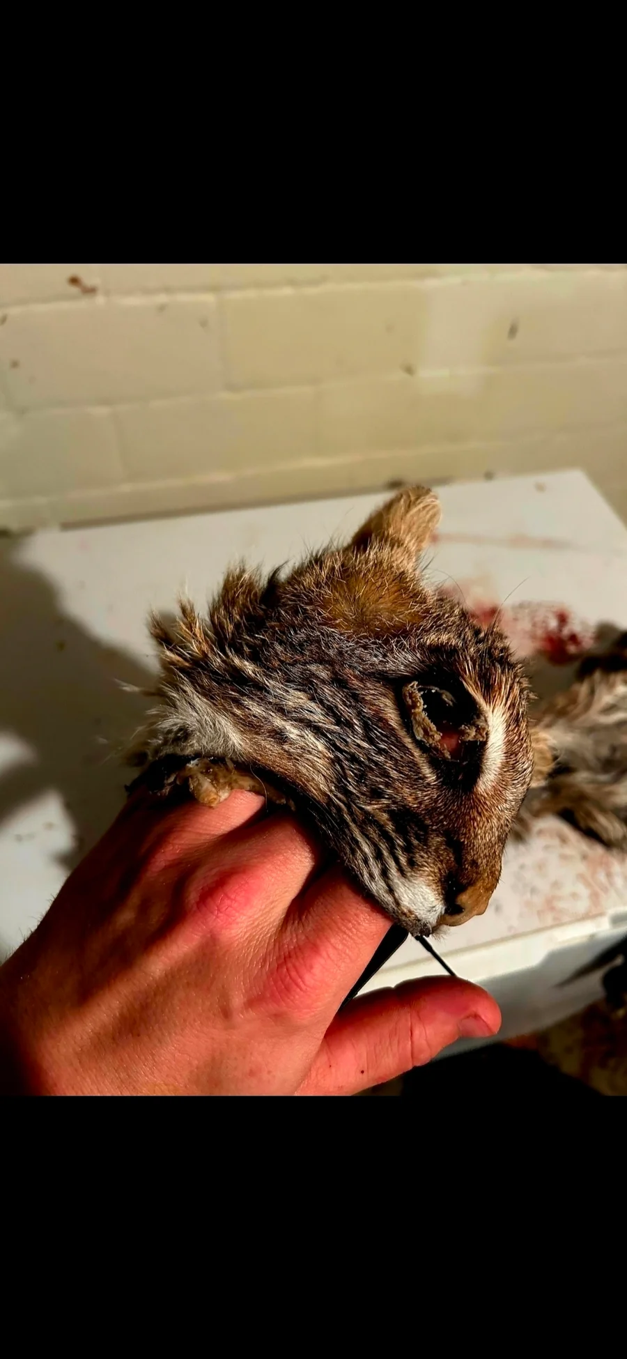 Wet Tanned Bobcat for life-size Taxidermy  — photo 4