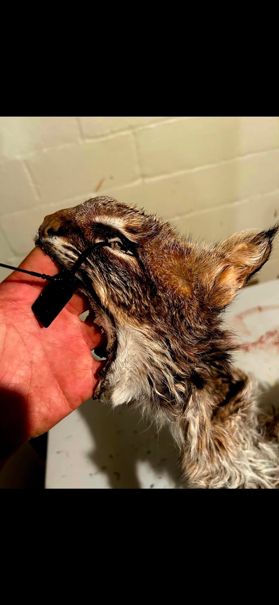 Wet Tanned Bobcat for life-size Taxidermy  — photo 3