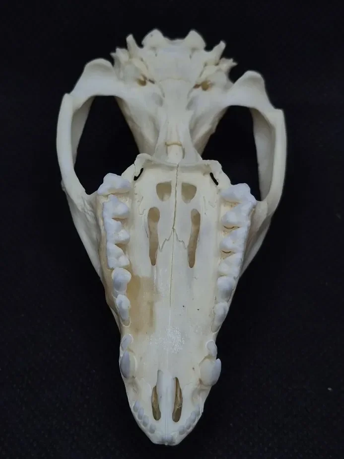 Possum Skull — Opossum bone, wild-trapped — photo 7