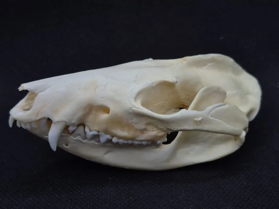 Possum Skull — Opossum bone, wild-trapped — photo 2