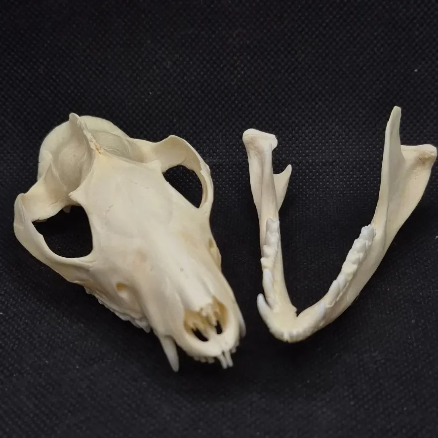 Possum Skull — Opossum bone, wild-trapped — photo 6