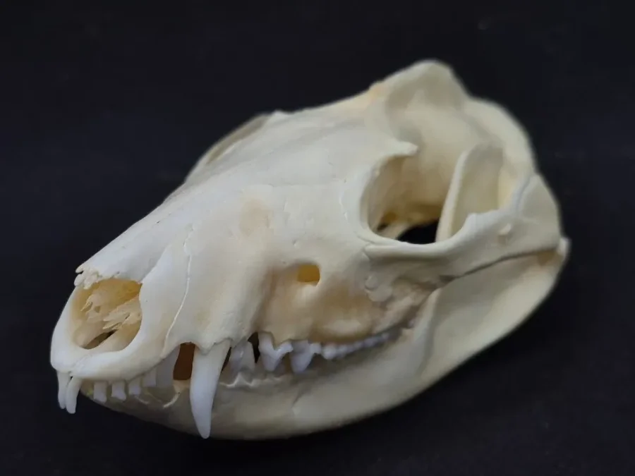 Possum Skull — Opossum bone, wild-trapped — photo 3