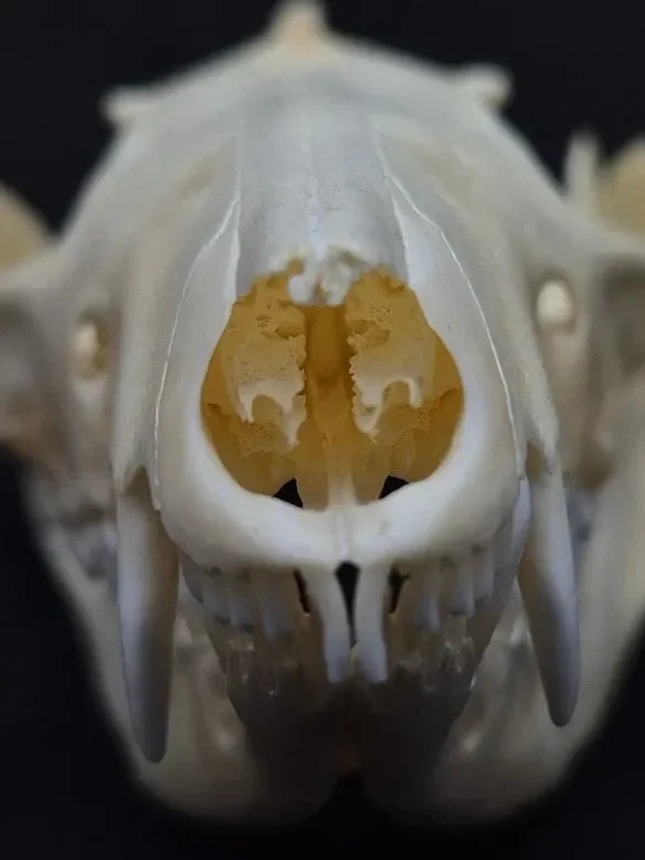 Possum Skull — Opossum bone, wild-trapped — photo 5