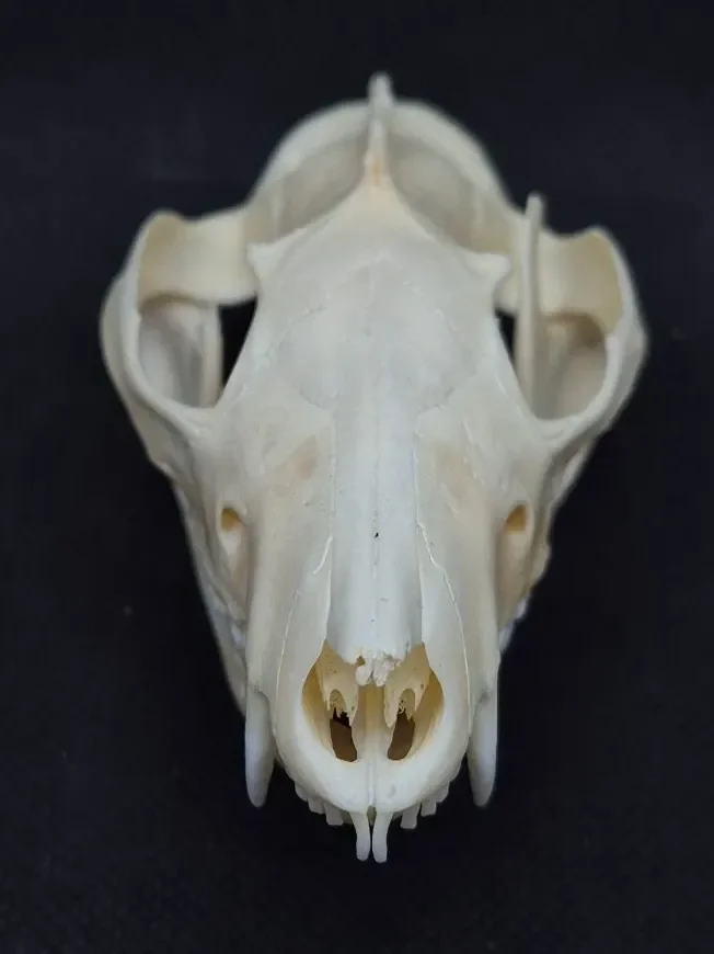 Possum Skull — Opossum bone, wild-trapped — photo 4