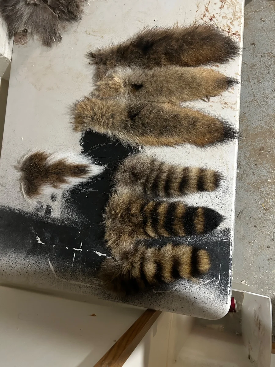 Tails — Coyote pelt, wild-trapped — photo 2