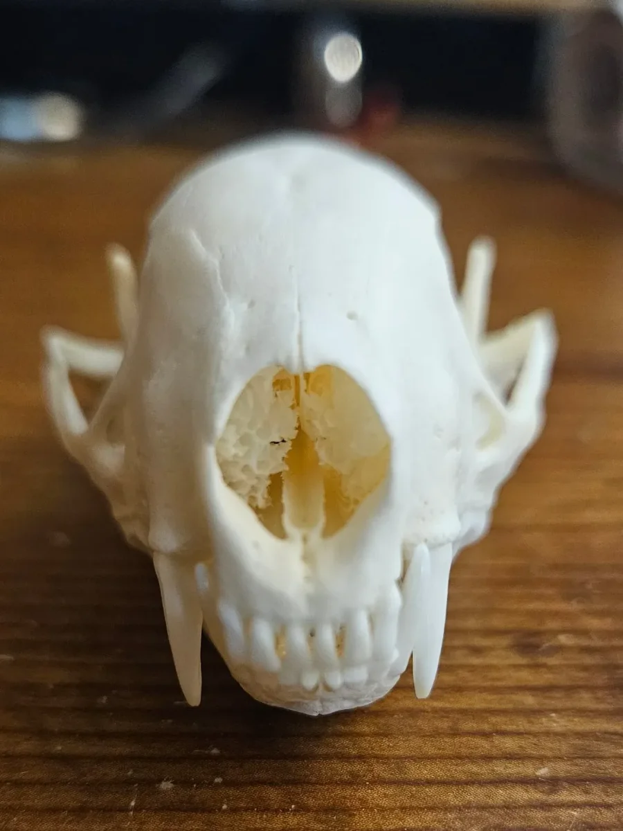 CT Striped Skunk Skull — photo 5