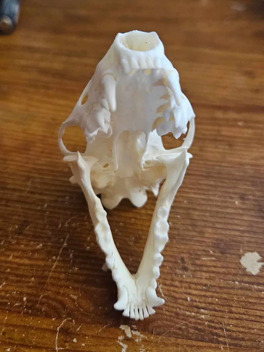 CT Striped Skunk Skull — photo 4