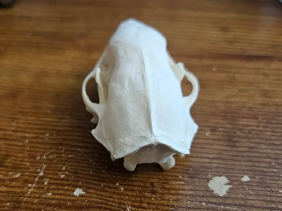CT Striped Skunk Skull — photo 3