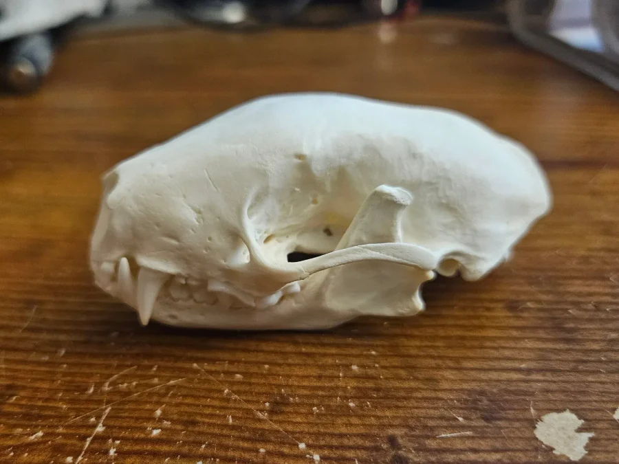 CT Striped Skunk Skull — photo 2