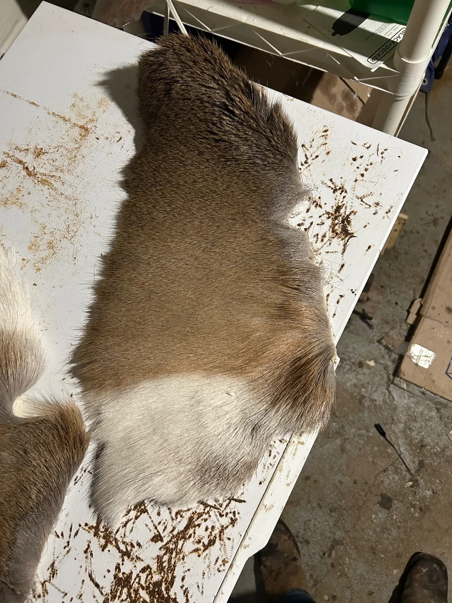 Whitetail deer — pelt, wild-hunted — photo 4