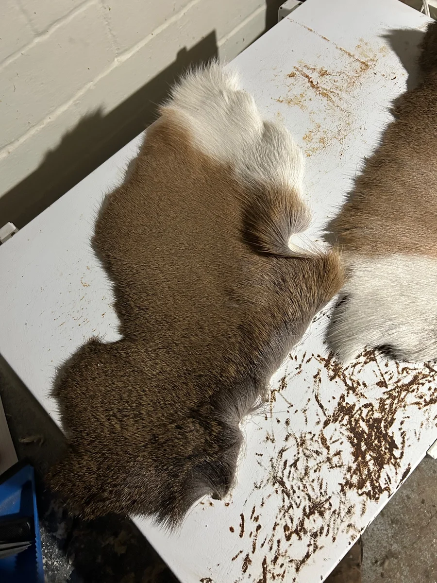 Whitetail deer — pelt, wild-hunted — photo 3