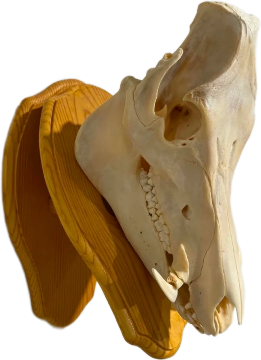 Majestic Trophy Wild Boar European Skull Mount  — photo 2