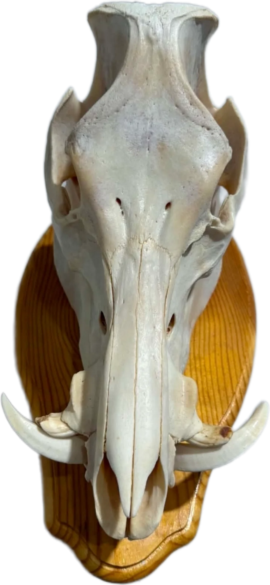 Majestic Trophy Wild Boar European Skull Mount  — photo 3