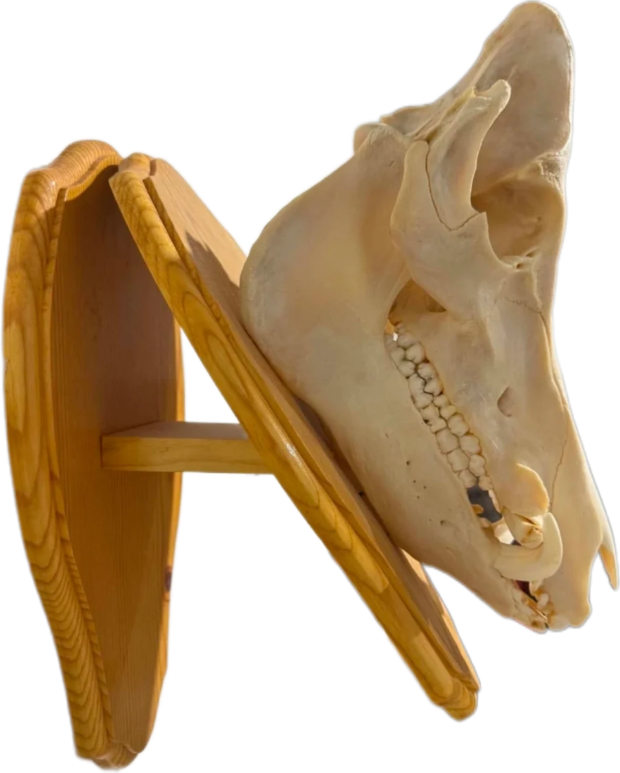 Majestic Trophy Wild Boar European Skull Mount  — photo 4
