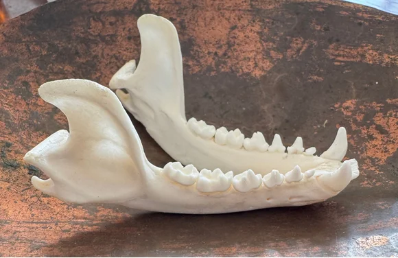 Real Raccoon Jaw Bone – Naturally Fused Mandible | Cleaned & Whitened Animal Bone — bone, wild-trapped — photo 2
