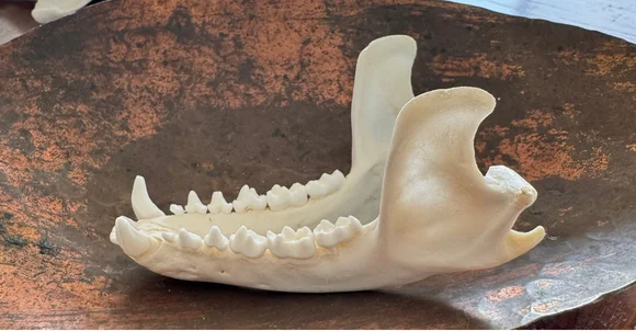 Real Raccoon Jaw Bone – Naturally Fused Mandible | Cleaned & Whitened Animal Bone — bone, wild-trapped — photo 3
