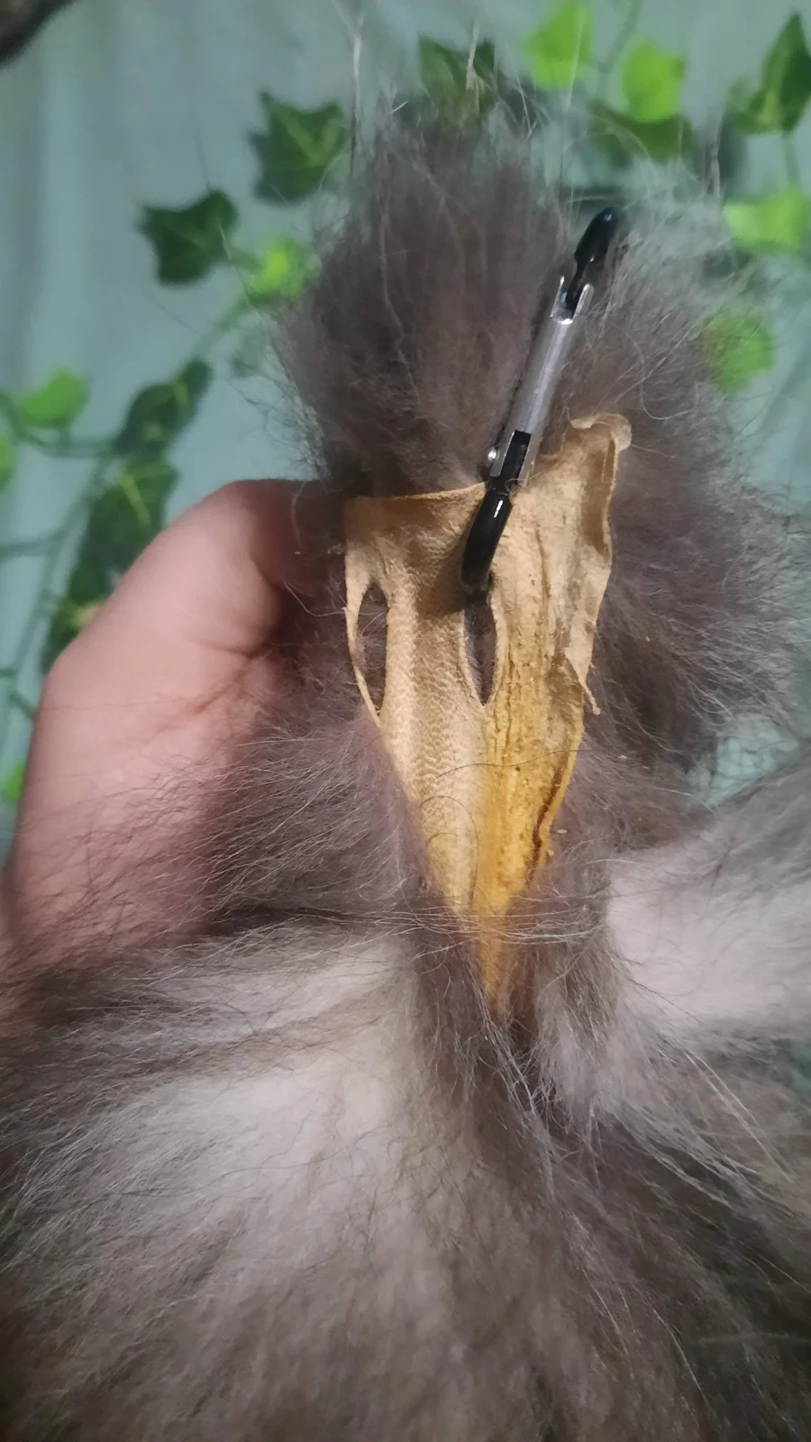 Massive Silver Fox Tail- Wearable — fur, farmed — photo 3