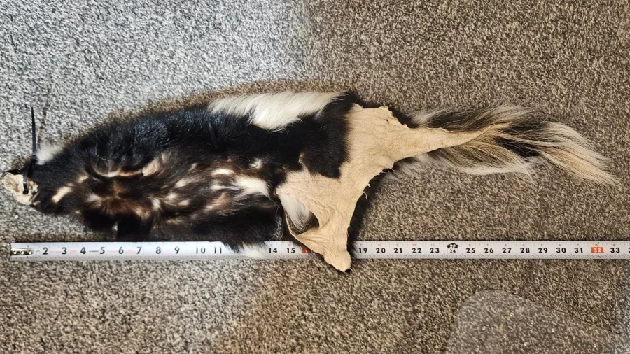 Prime CT Skunk, Large — photo 2