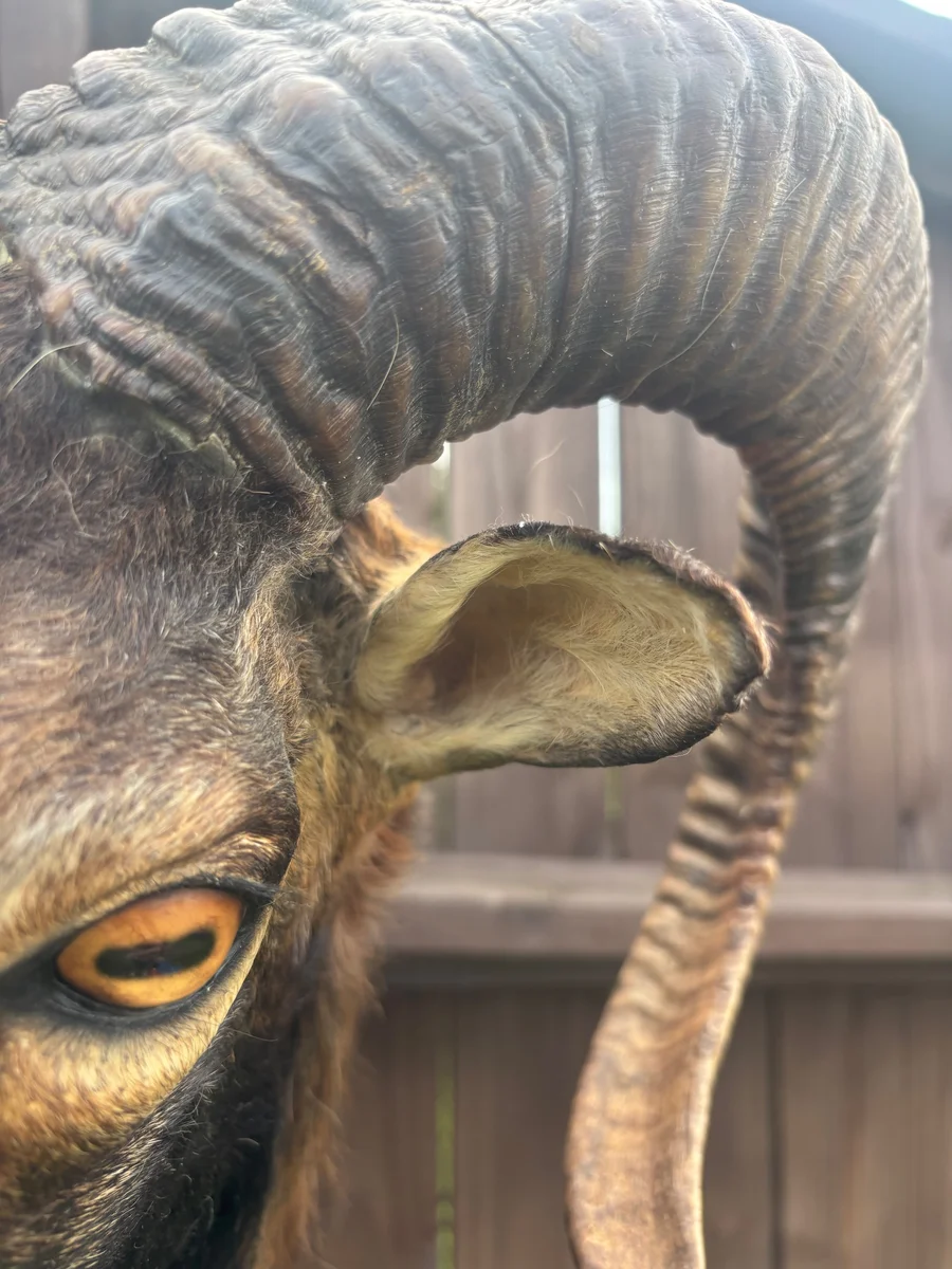 Beautiful Taxidermy Black Corsican Ram Sheep Pedestal Wall Mount Cabin Decor — photo 4