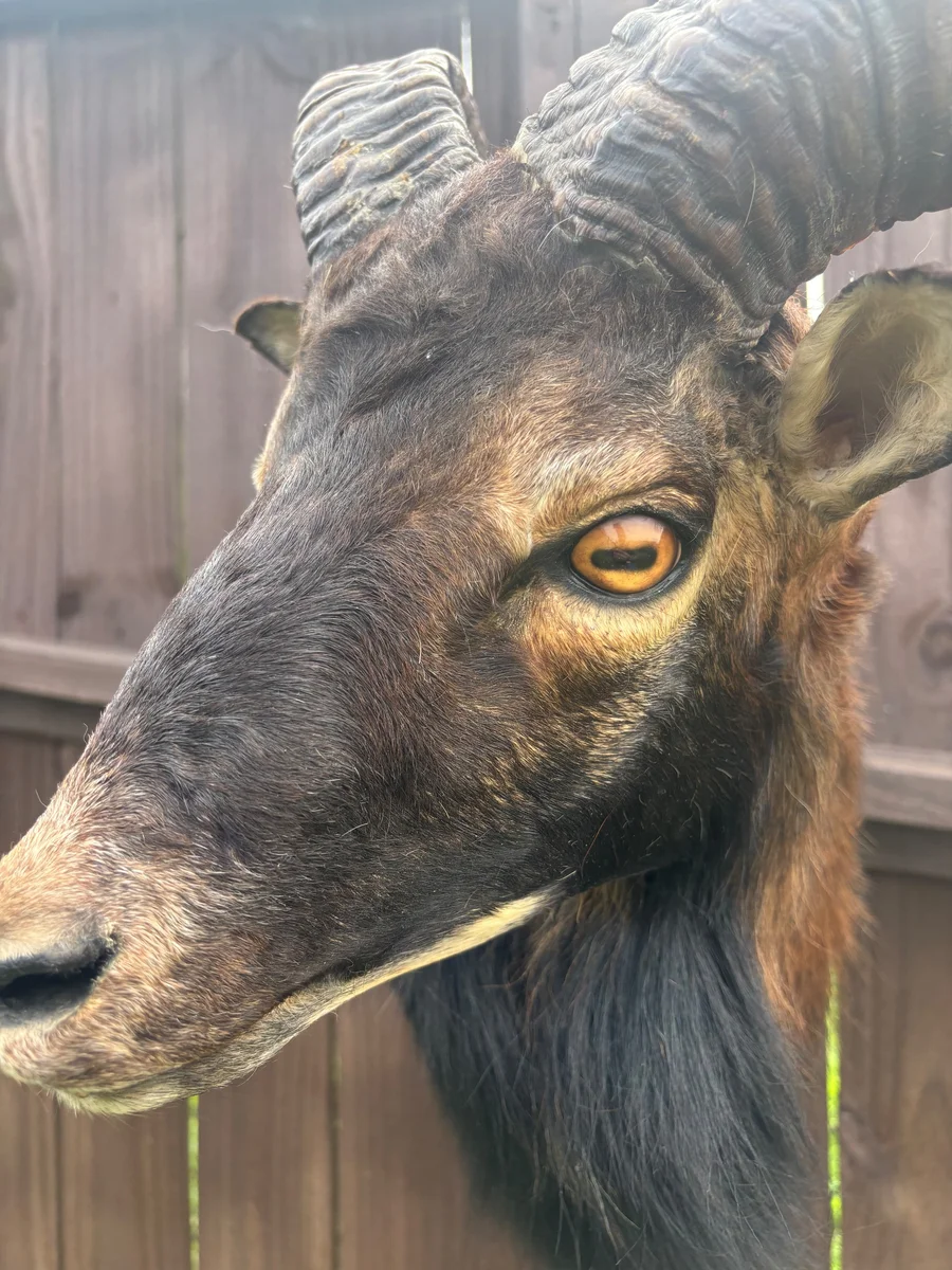 Beautiful Taxidermy Black Corsican Ram Sheep Pedestal Wall Mount Cabin Decor — photo 3