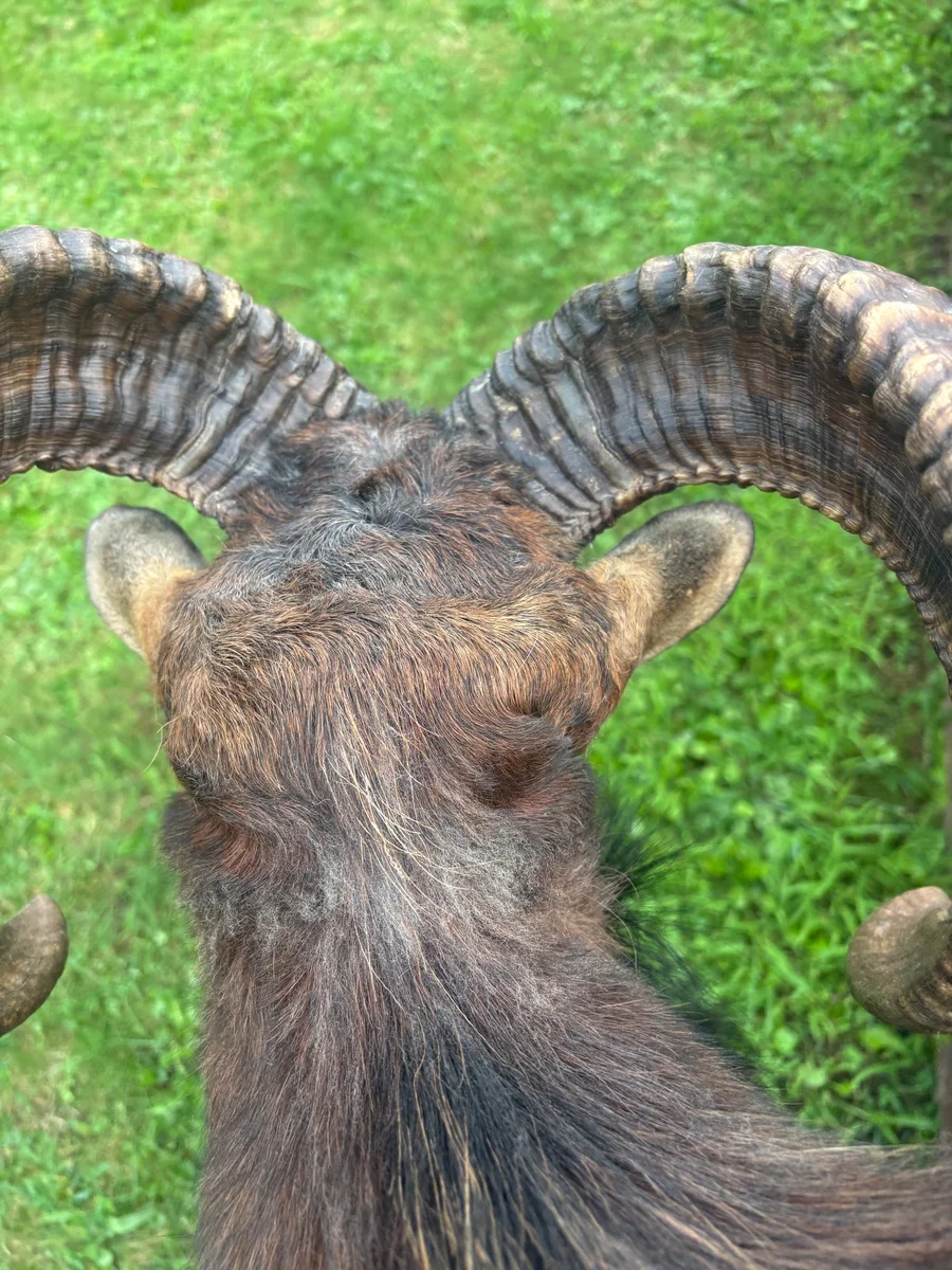 Beautiful Taxidermy Black Corsican Ram Sheep Pedestal Wall Mount Cabin Decor — photo 10