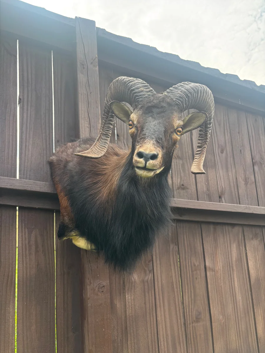 Beautiful Taxidermy Black Corsican Ram Sheep Pedestal Wall Mount Cabin Decor — photo 2