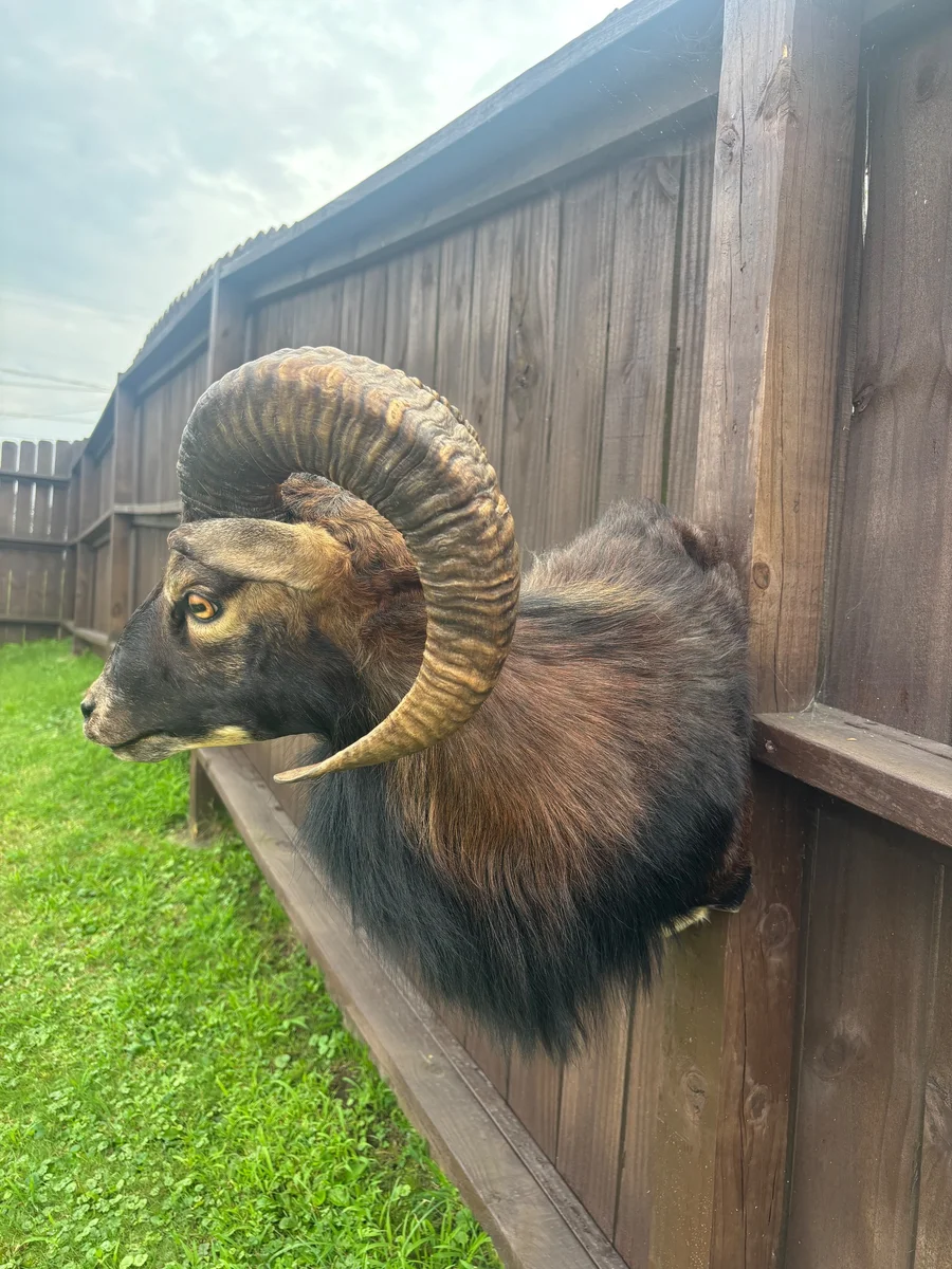 Beautiful Taxidermy Black Corsican Ram Sheep Pedestal Wall Mount Cabin Decor — photo 9