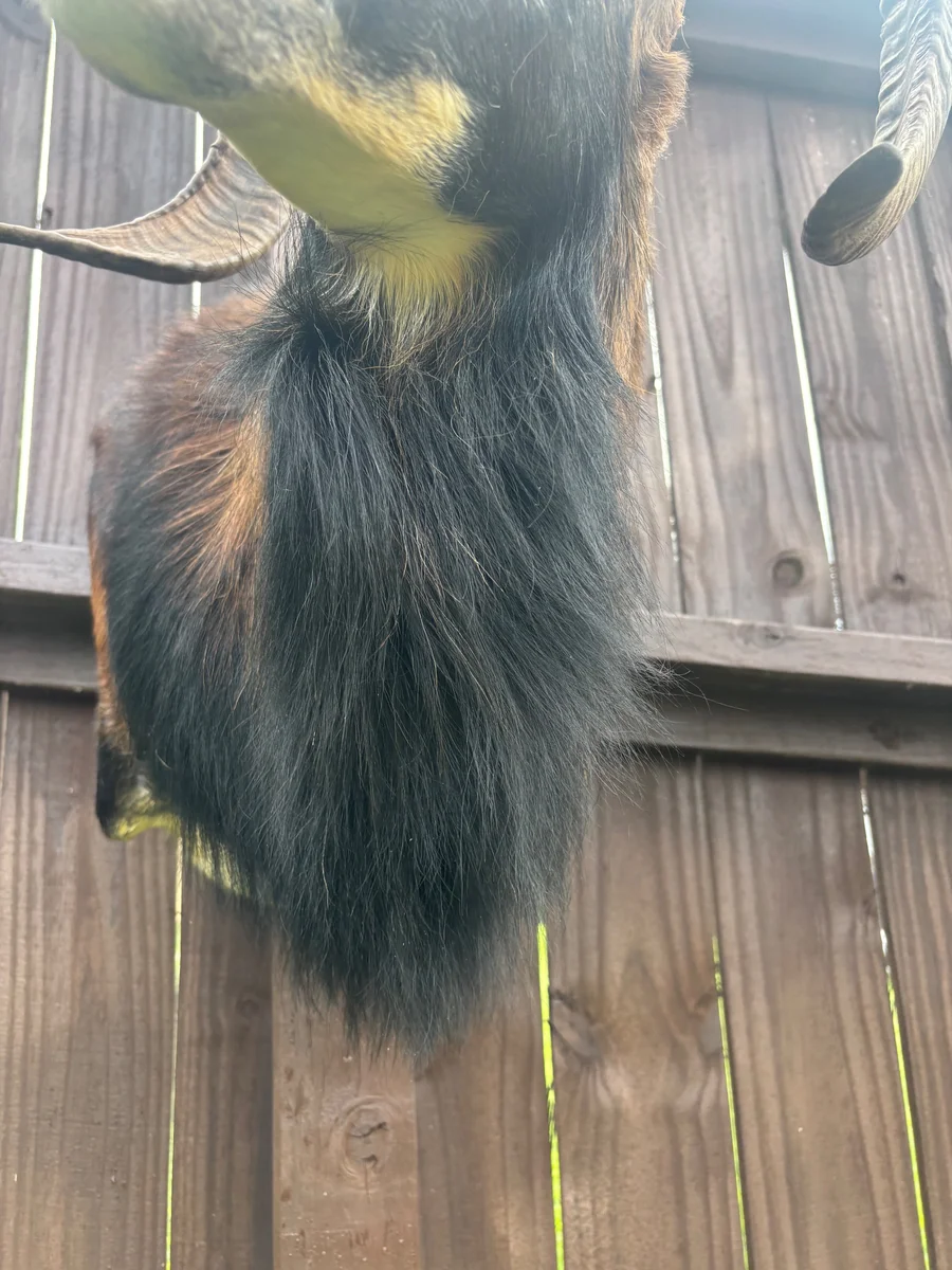 Beautiful Taxidermy Black Corsican Ram Sheep Pedestal Wall Mount Cabin Decor — photo 8
