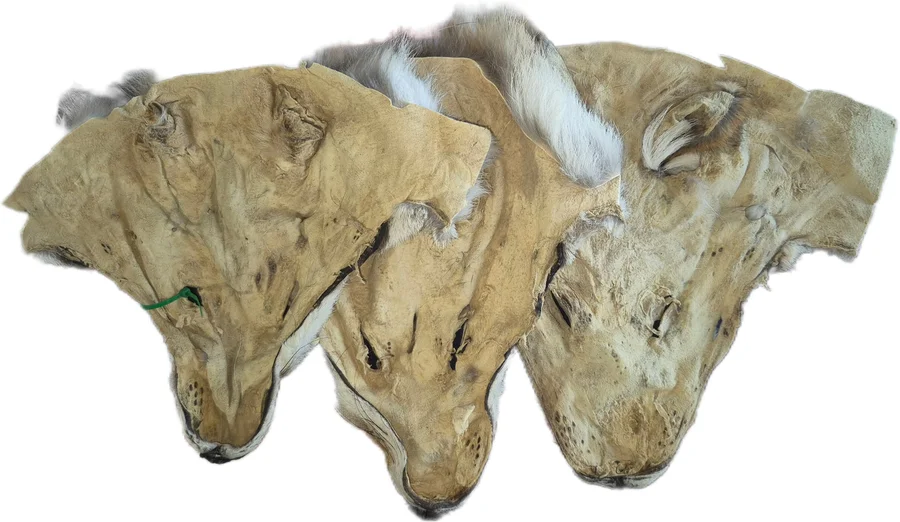 Tanned Coyote Face - Decor, crafts & Garments — photo 2