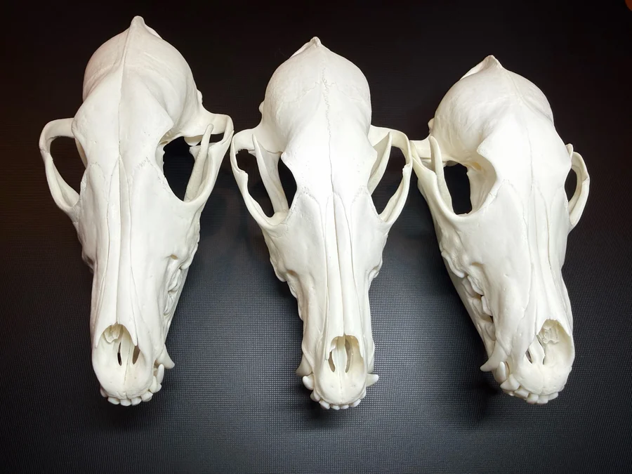 Grade A Eastern Coyote Skull — bone, wild-trapped — photo 2
