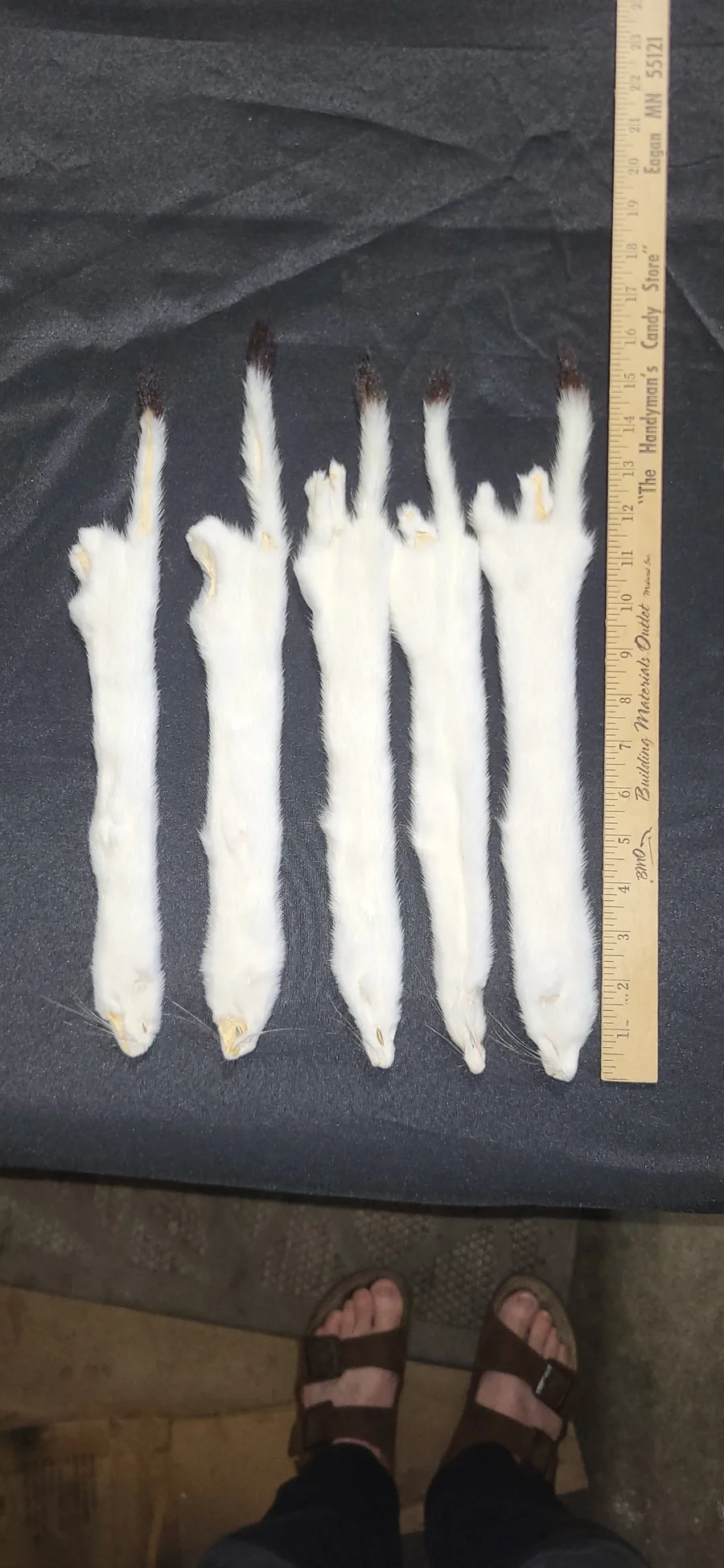 Tanned White Ermine Weasel Fur Pelts — Ermine / Short-tailed Weasel pelt, wild-trapped — photo 2