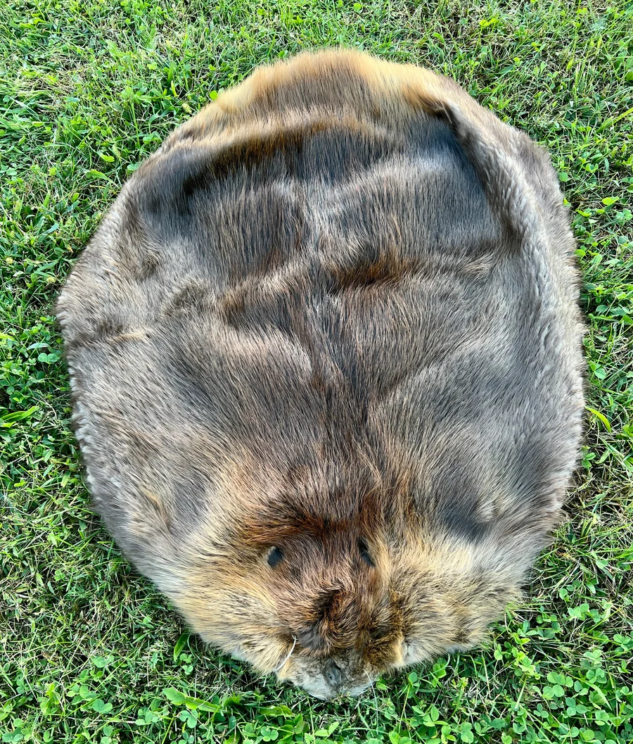 Tanned Appalachian LG Beaver Pelt — pelt, wild-trapped — photo 2