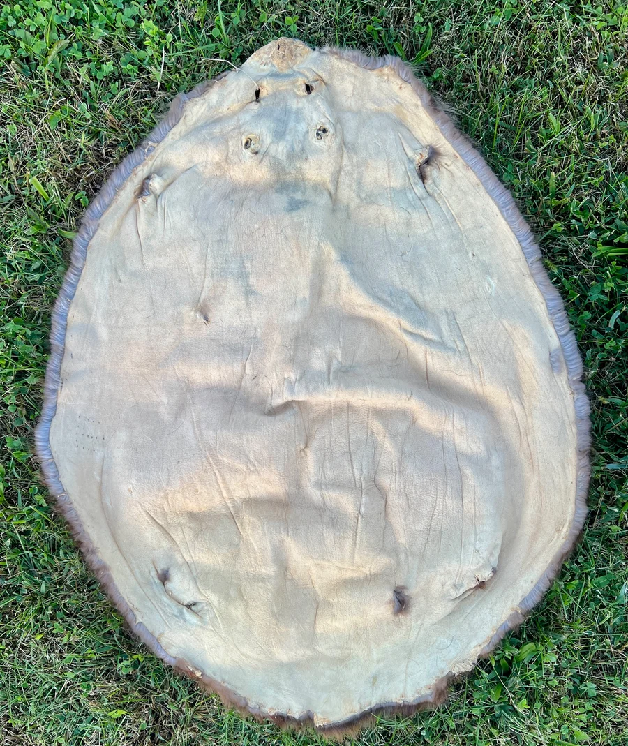 Tanned Appalachian LG Beaver Pelt — pelt, wild-trapped — photo 5