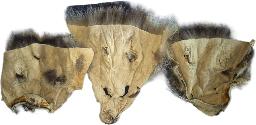 Tanned Raccoon Fur Face - Crafts & Decor — photo 2