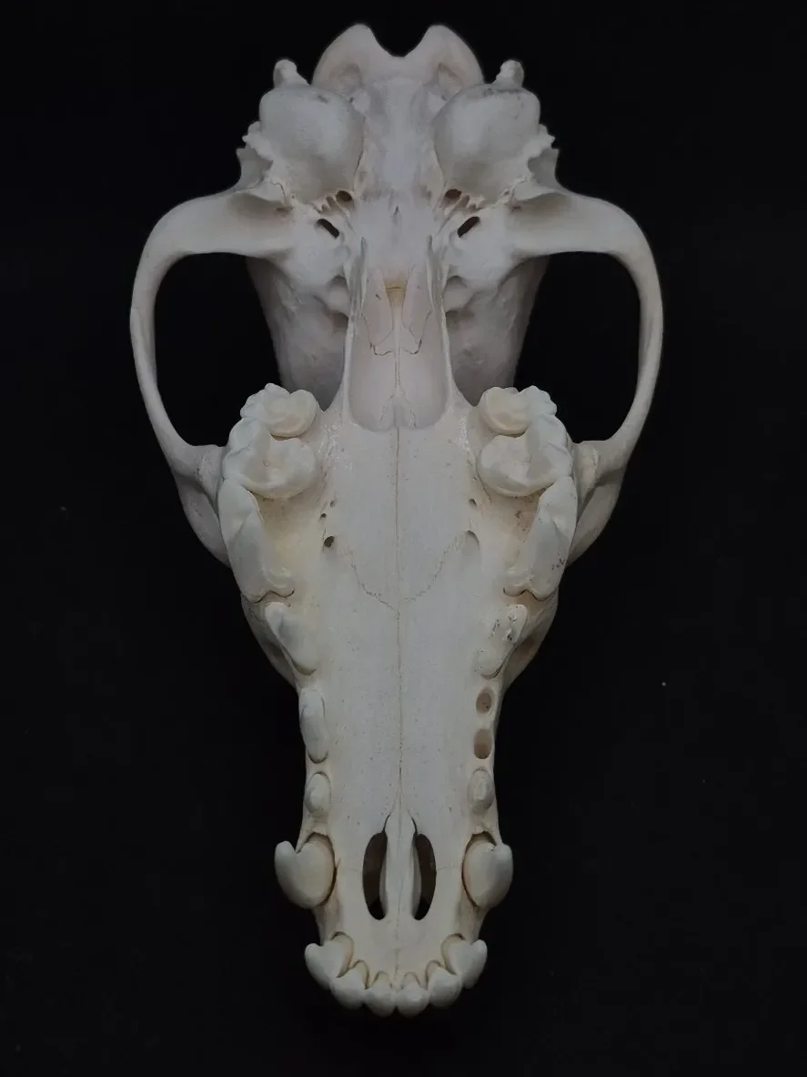 Coyote — bone, wild-trapped — photo 6