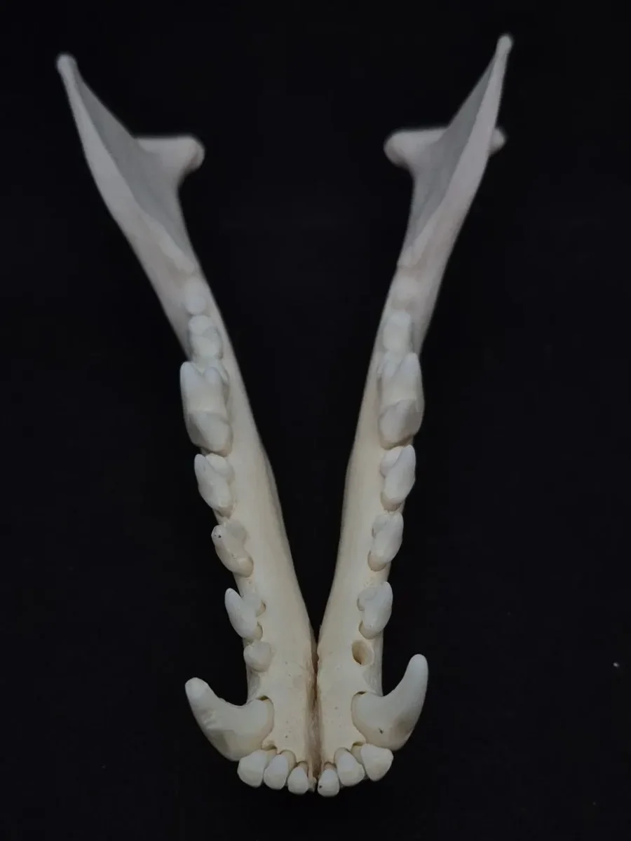 Coyote — bone, wild-trapped — photo 5