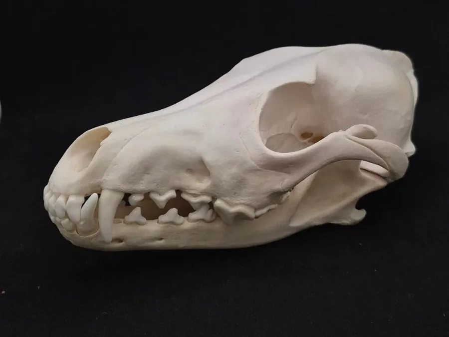 Coyote — bone, wild-trapped — photo 2