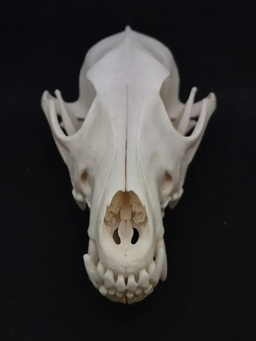 Coyote — bone, wild-trapped — photo 3