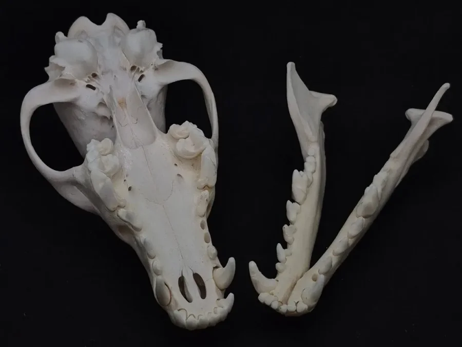 Coyote — bone, wild-trapped — photo 4