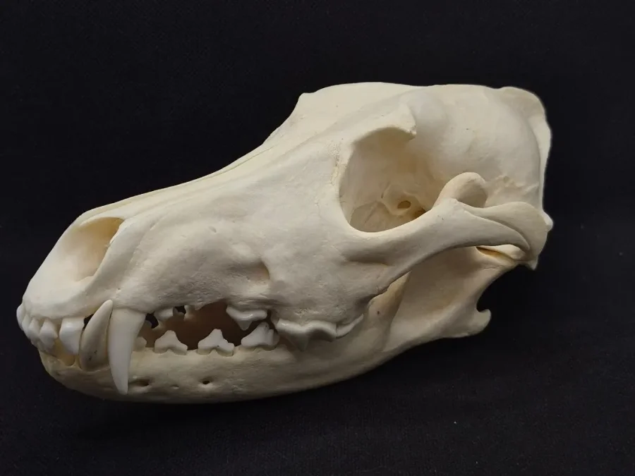 Coyote Skull — bone, wild-trapped — photo 2