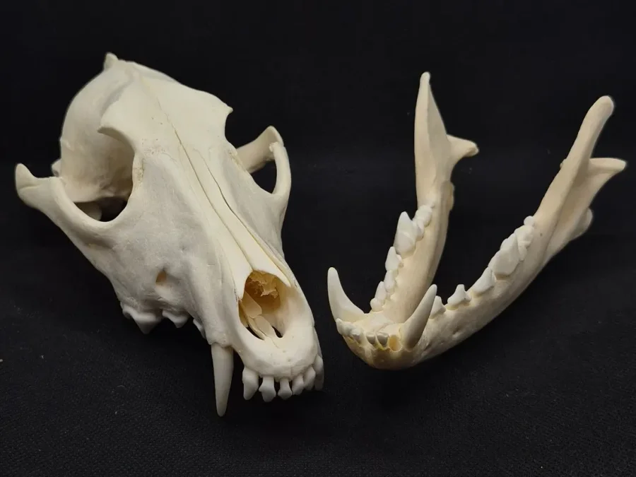 Coyote Skull — bone, wild-trapped — photo 3