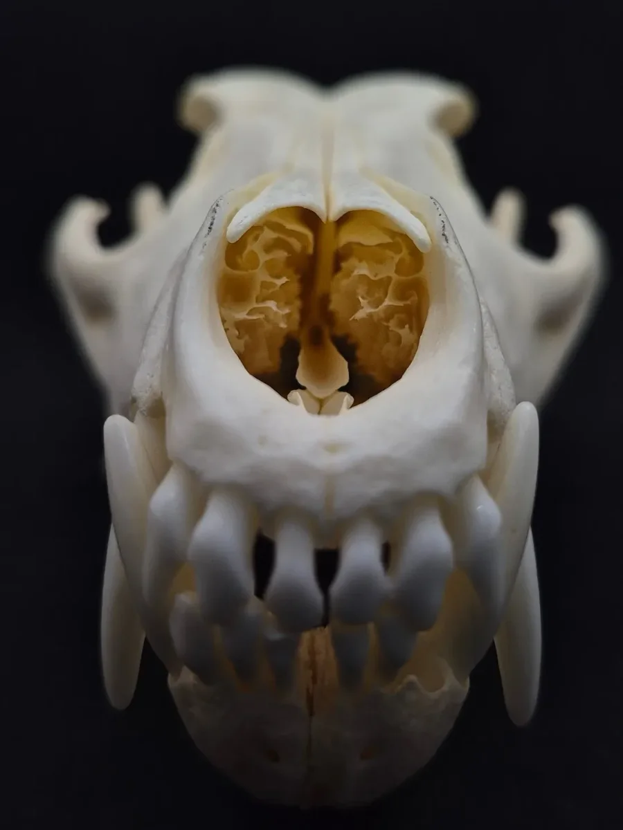Coyote Skull — bone, wild-trapped — photo 6