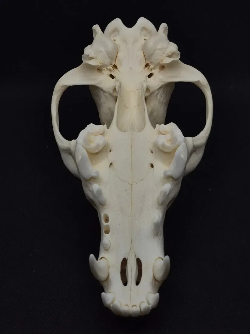 Coyote Skull — bone, wild-trapped — photo 4