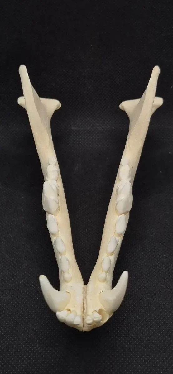 Coyote Skull — bone, wild-trapped — photo 5