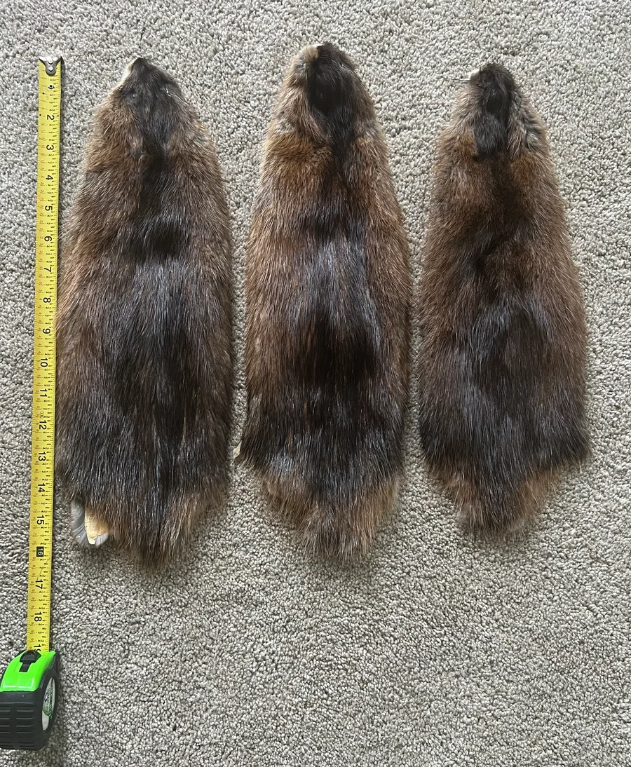 Muskrat — photo 1