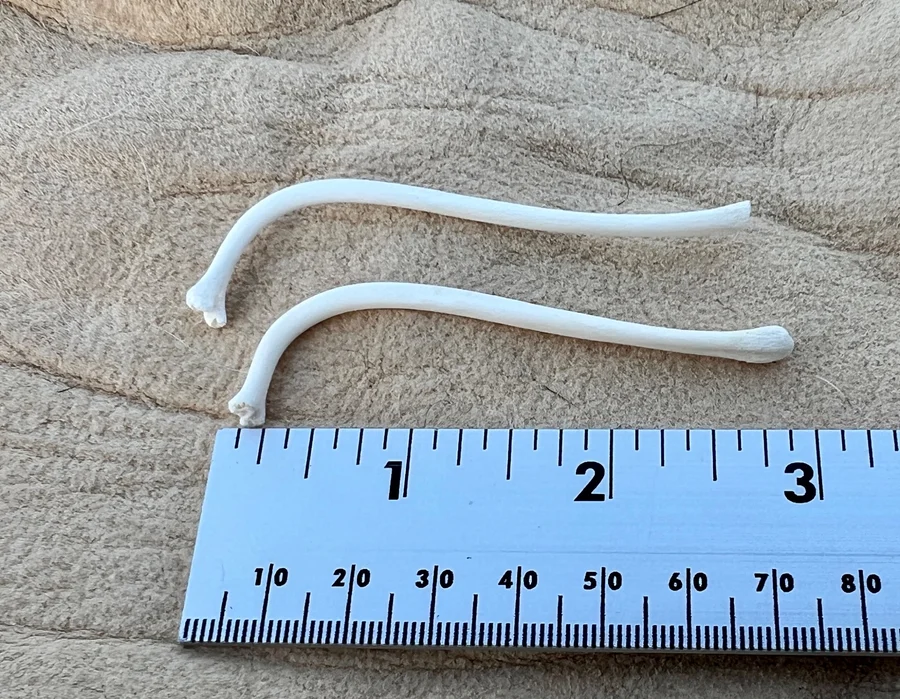 Small Raccoon Baculum — bone, wild-trapped — photo 2